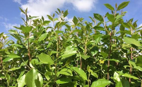 עלי גת ישראלי